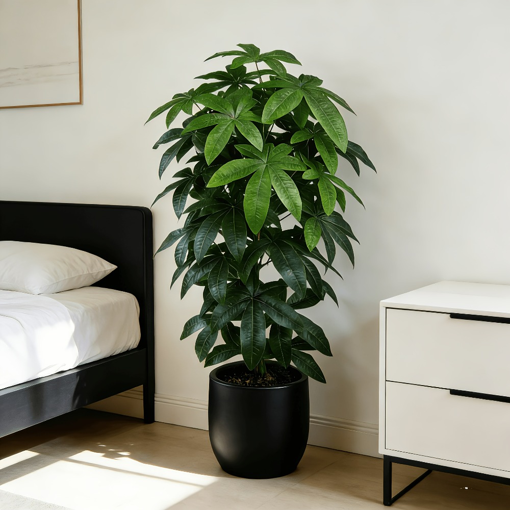 Dracaena Marginata - ต้นไม้เงินประดิษฐ์พัชรีรา อควาติก้า พร้อมคุณสมบัติทางวิทยาศาสตร์ของต้นไม้แห่งความสงบสุข ที่มีกิ่งก้านสีเขียวและใบไม้สีสันสดใส