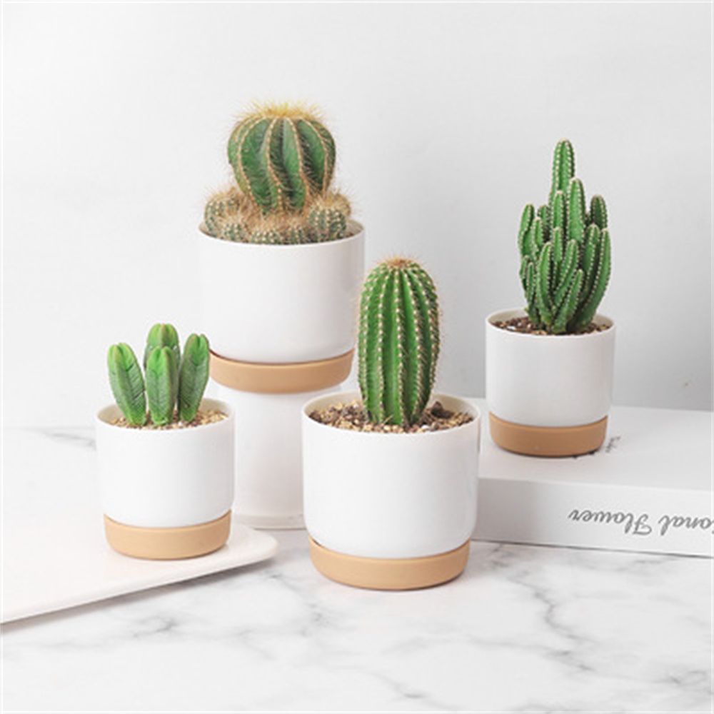 กระถางต้นไม้ทรงกลมสำหรับแคคตัส - Echeveria Succulent บทวิจารณ์และราคา