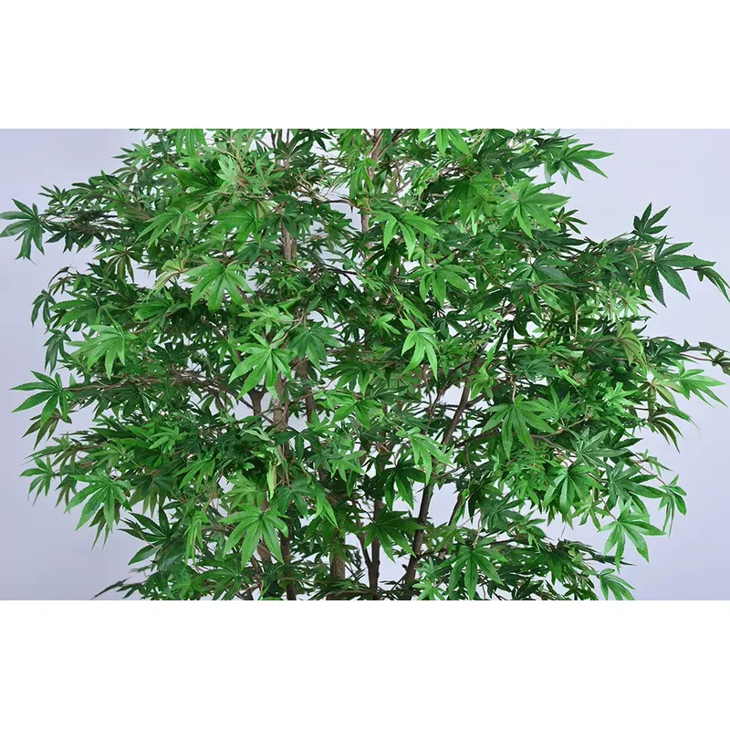 ต้นเมเปิ้ลสีเขียวปลอมแบบขายส่ง - Dracaena Marginata บทวิจารณ์และราคา