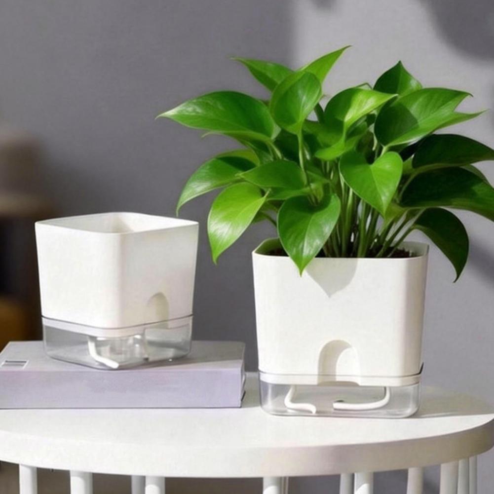 กระถางดอกไม้รดน้ำอัตโนมัติ กระ - Aloe Vera Pot บทวิจารณ์และราคา