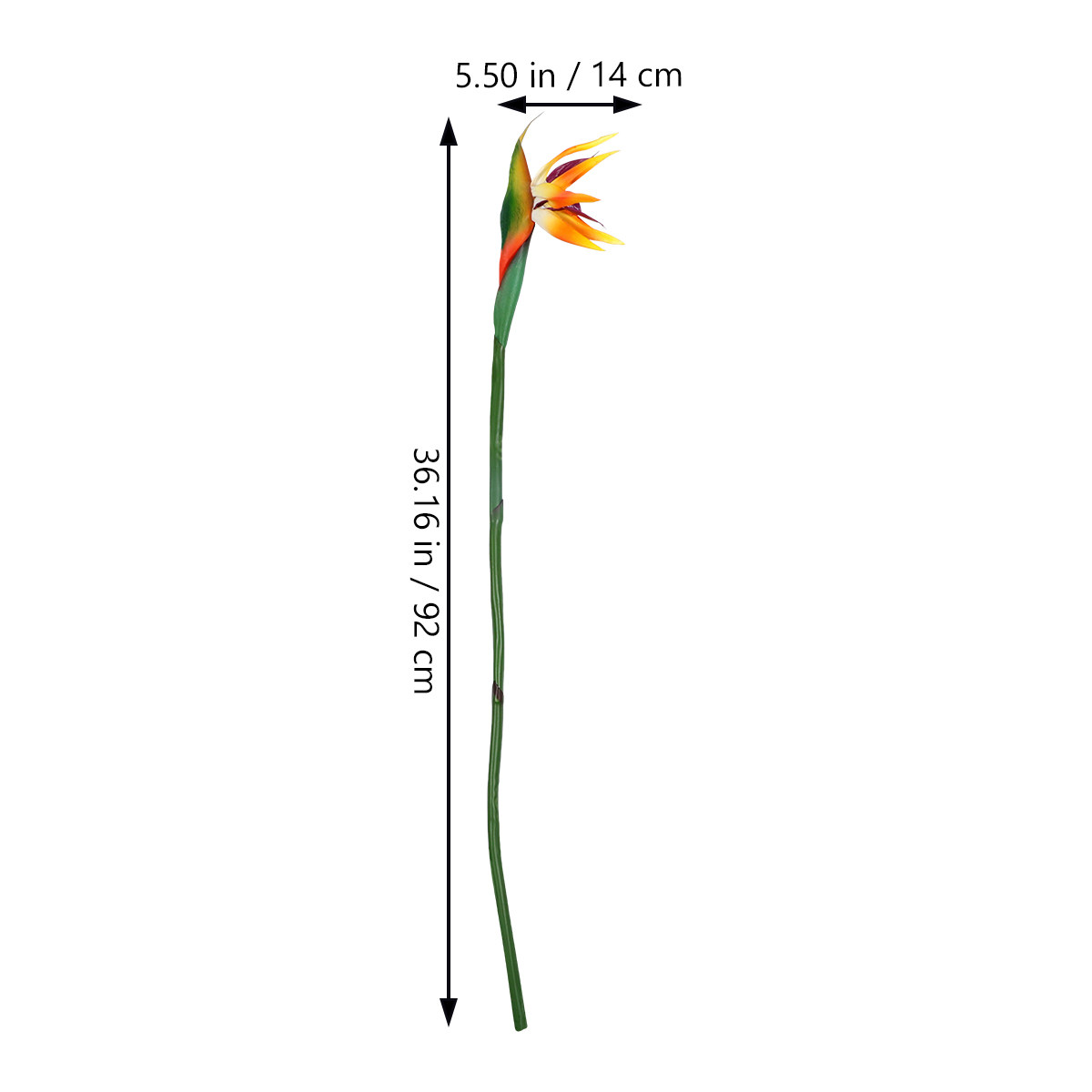 ดอกสเตรลิเซียเทียม (Faux Bird  - Bird Paradise Strelitzia บทวิจารณ์และราคา