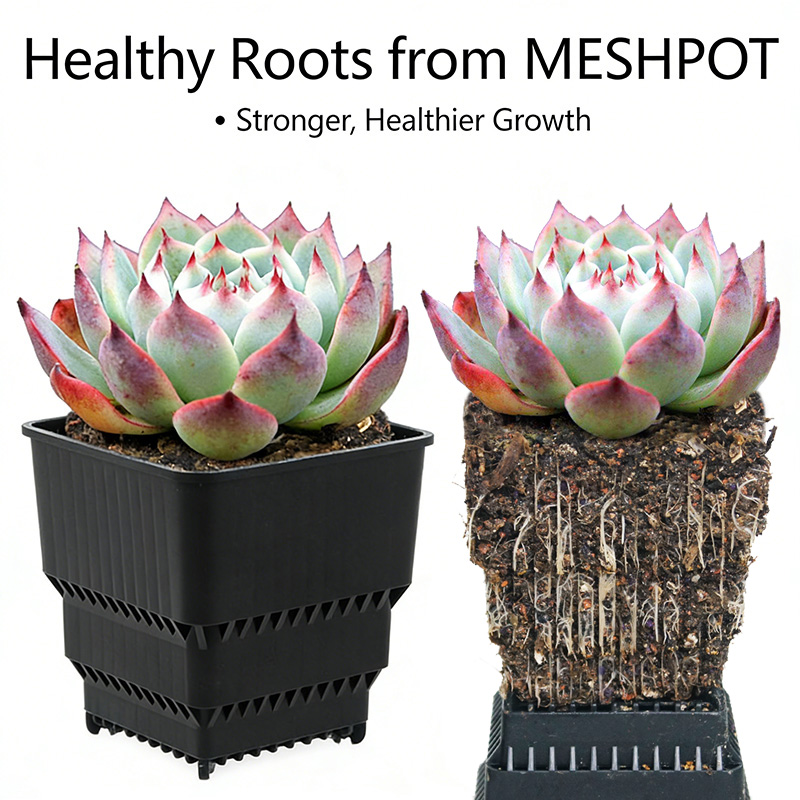 MESHPOT ชุดกระถางทรงสี่เหลี่ยม - Echeveria Succulent บทวิจารณ์และราคา