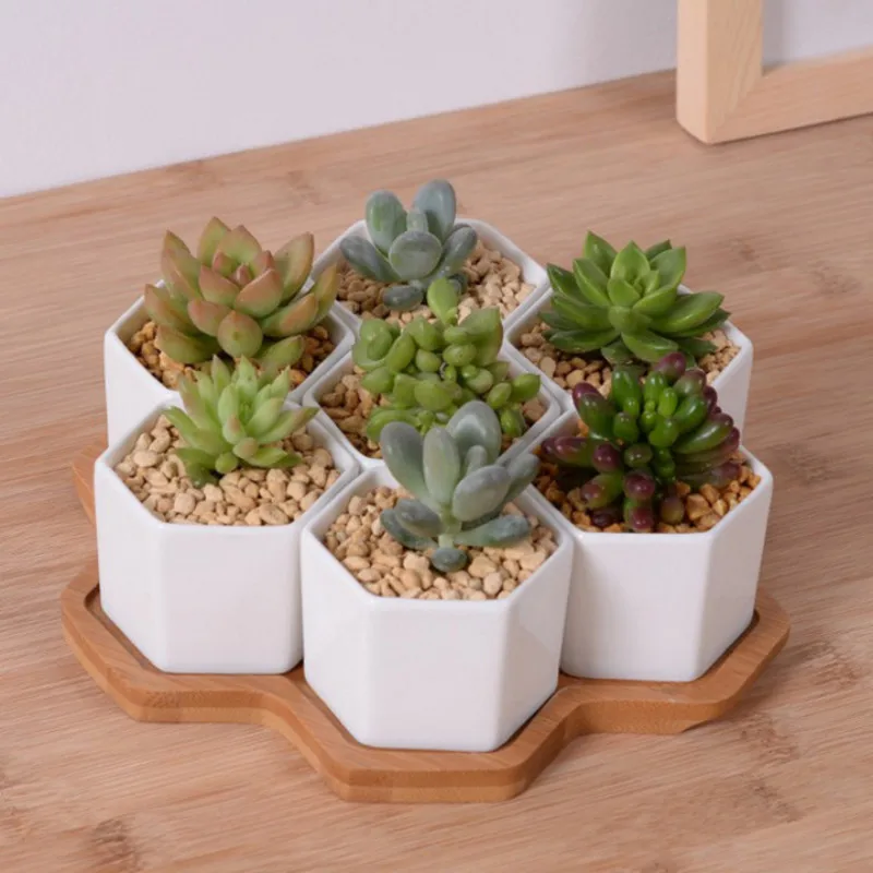 ชุด 4/7/9/10 หกเหลี่ยมกระถางดอ - Aloe Vera Pot บทวิจารณ์และราคา