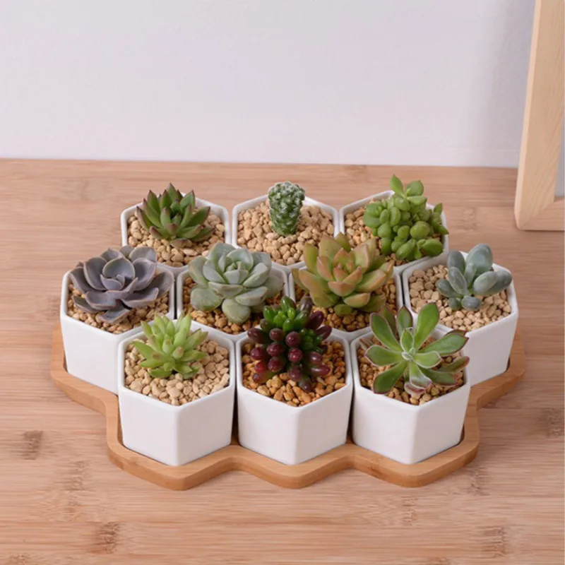 ชุด 4/7/9/10 หกเหลี่ยมกระถางดอ - Aloe Vera Pot บทวิจารณ์และราคา