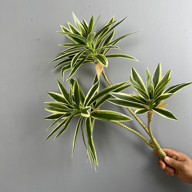 ต้นไม้ประดิษฐ์ 3 หัว ดอกลิลลี่ - Dracaena Marginata บทวิจารณ์และราคา