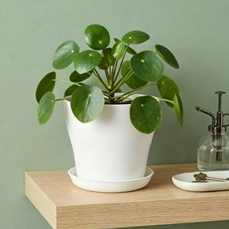 ชุดกระถางต้นไม้พร้อมรูระบายน้ำ - Aloe Vera Pot บทวิจารณ์และราคา
