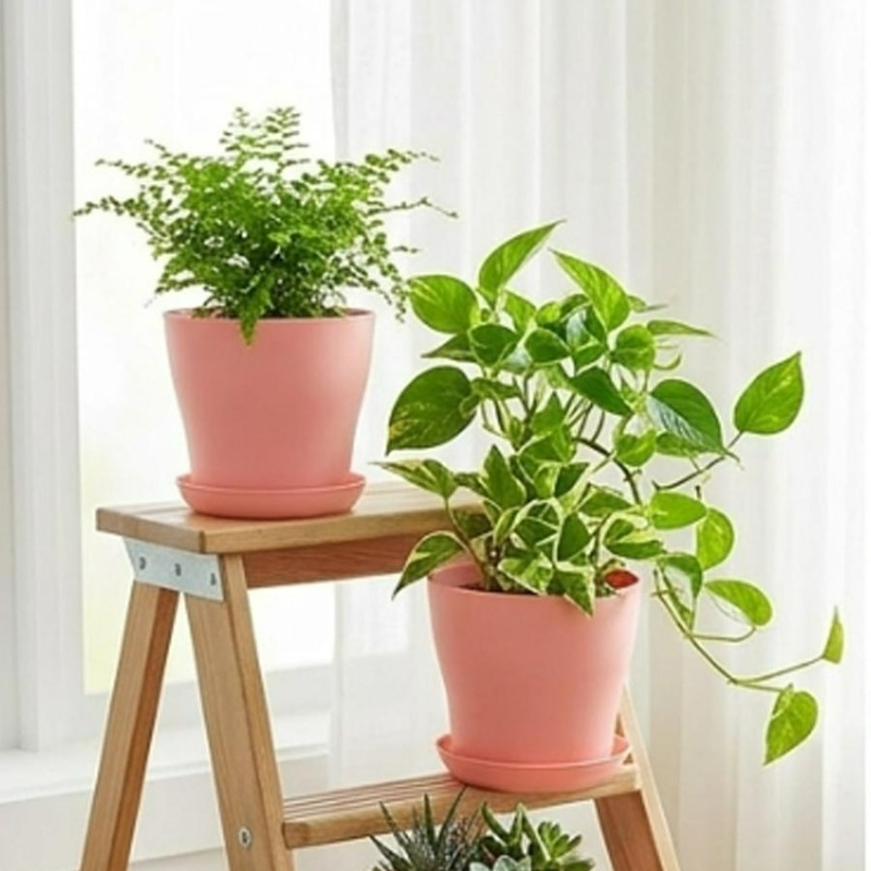 ชุดกระถางต้นไม้พร้อมรูระบายน้ำ - Aloe Vera Pot บทวิจารณ์และราคา